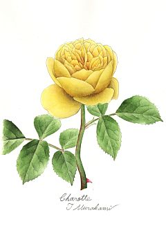 Charotte