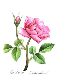 Chorderia