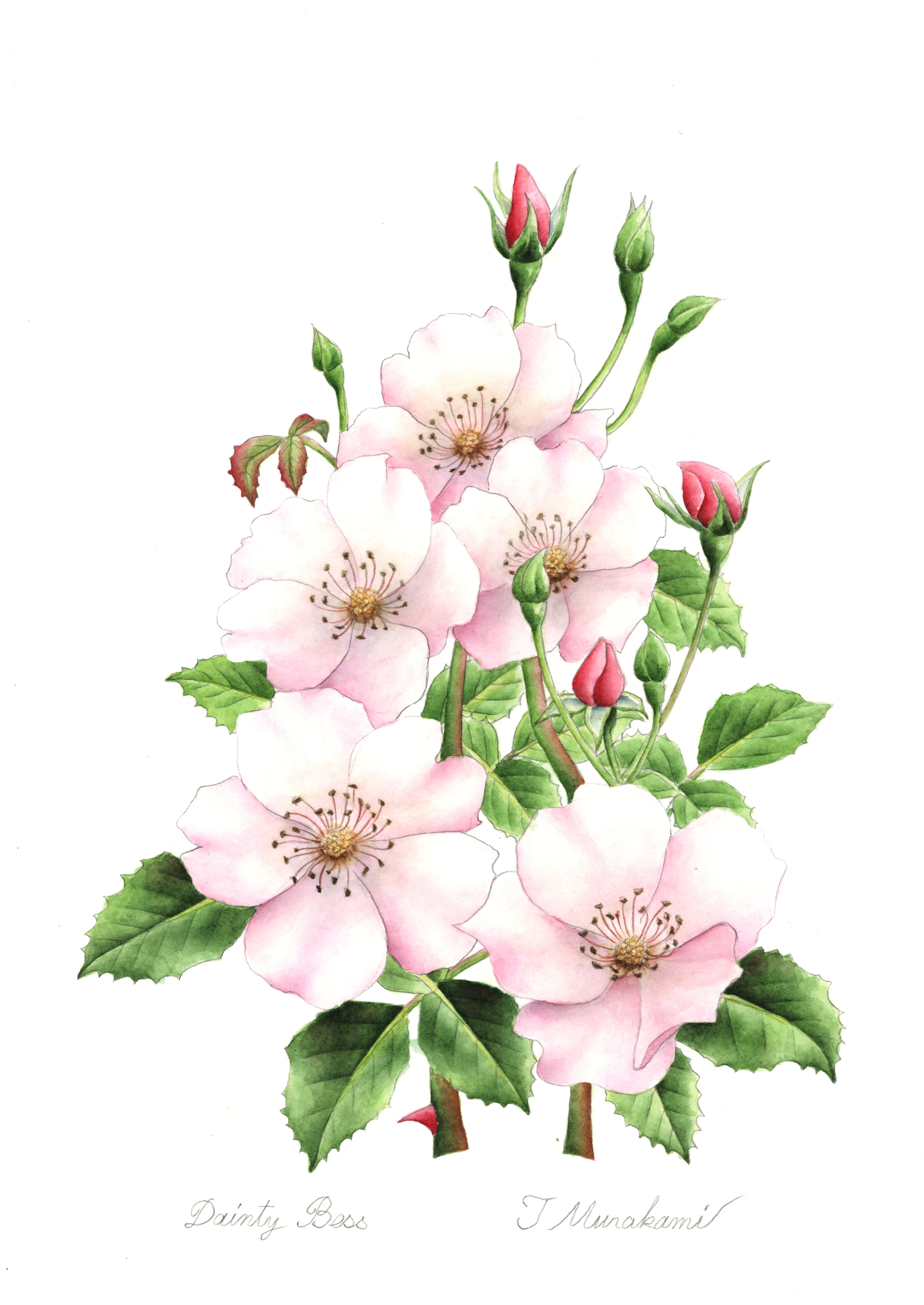 Dainty Bess