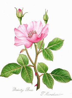 Dainty Bess