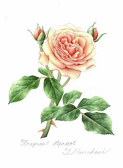 Fragrant Apricot