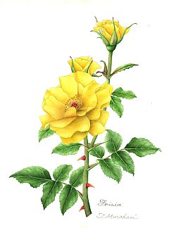 Frisia