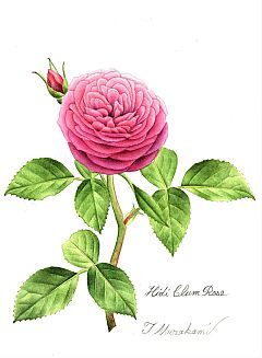 Hidi Clum Rose