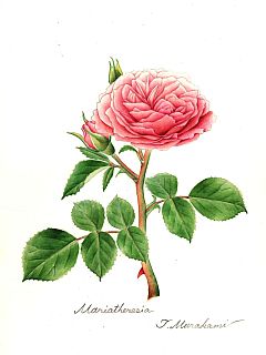 Mariatheresia