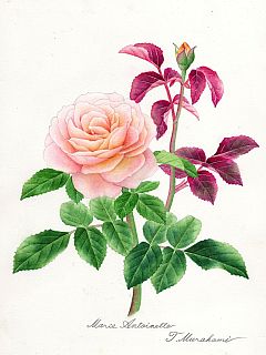 Marie Antoinette