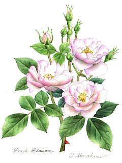 Peach Blossam