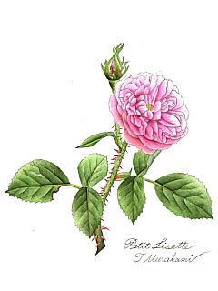 Petit Lisette