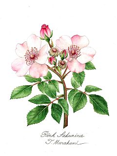 Pink Sakurine