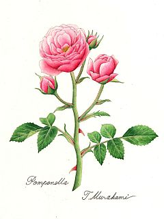 Pomponella