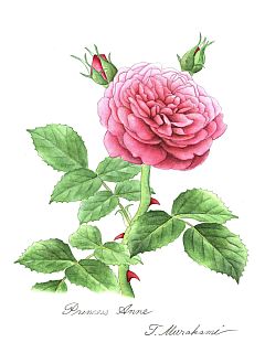 Princess Anne