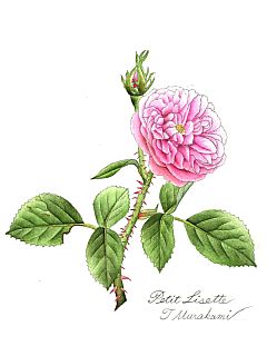 Putit Lisette