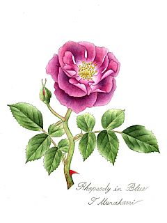 Rhapsody in Blue