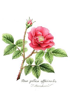 Rpsa gallica officinalis