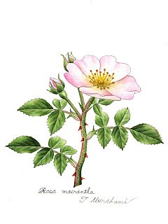 Rosa macrantha