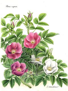 Rosa rugosa