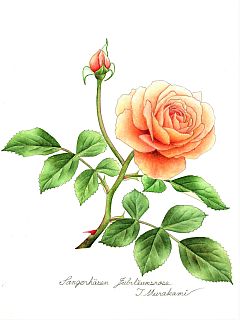 Samgerhausen jubilaumsrose