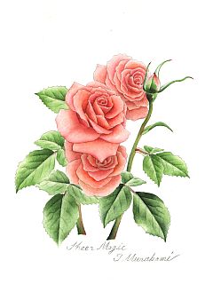 Shaeer Mazic