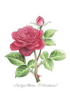 Sophys Rose