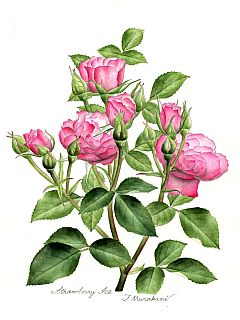 Strawberry Ice