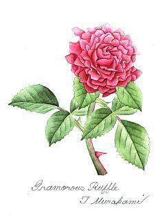 Gramorous Ruffle
