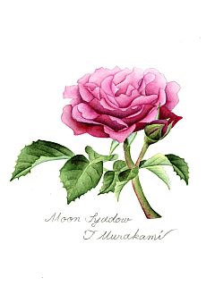Marie Antoinette