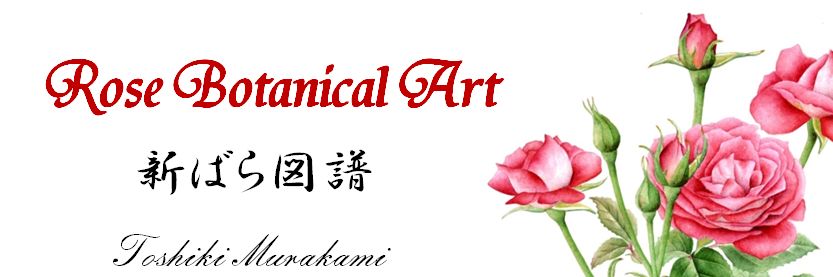 Rose Botanical Art
